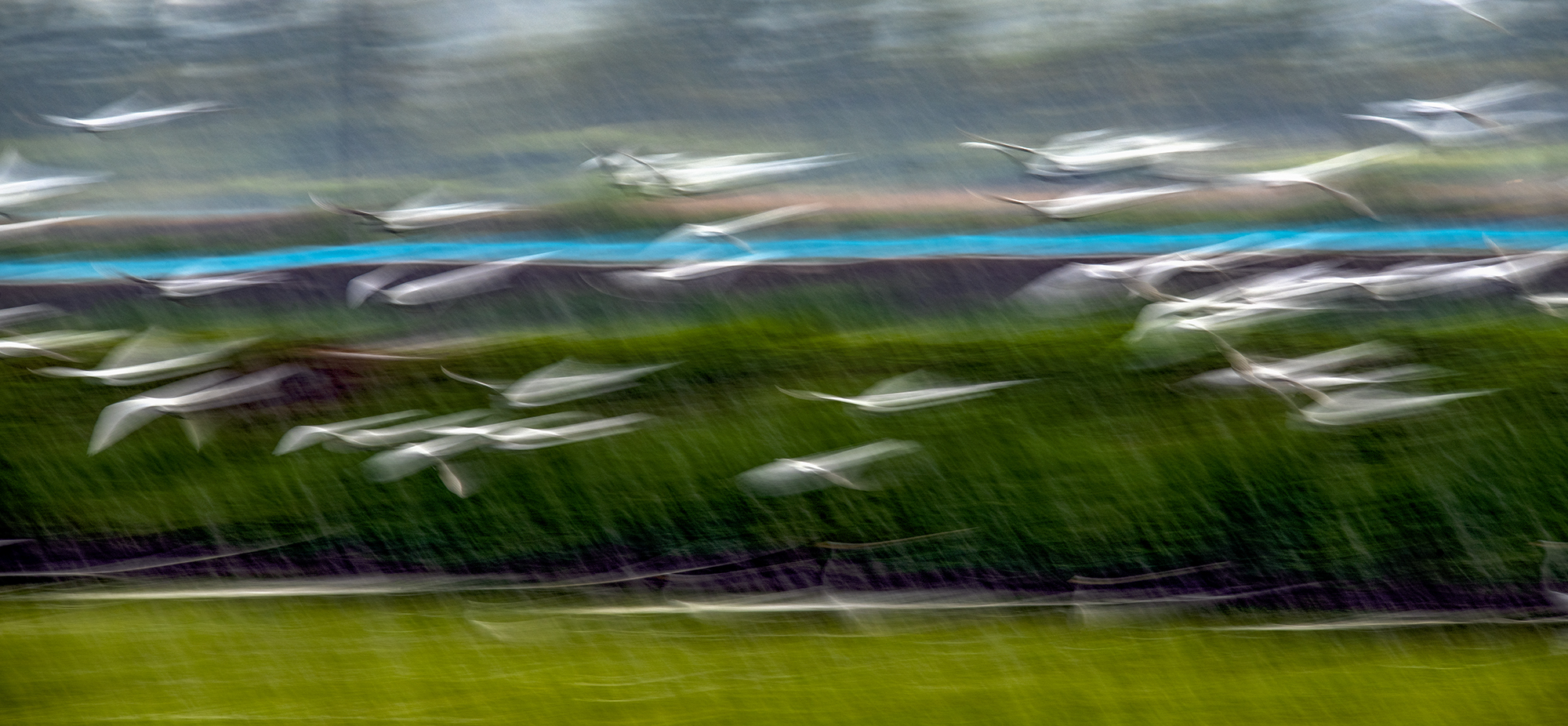 暴雨瞬间飞翔的白鹭