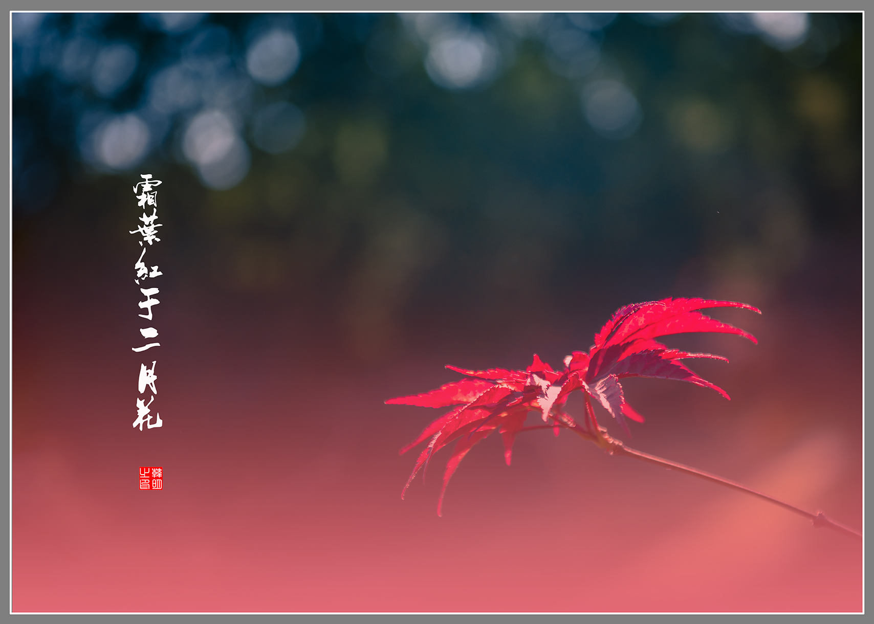 霜叶红于二月花 .jpg