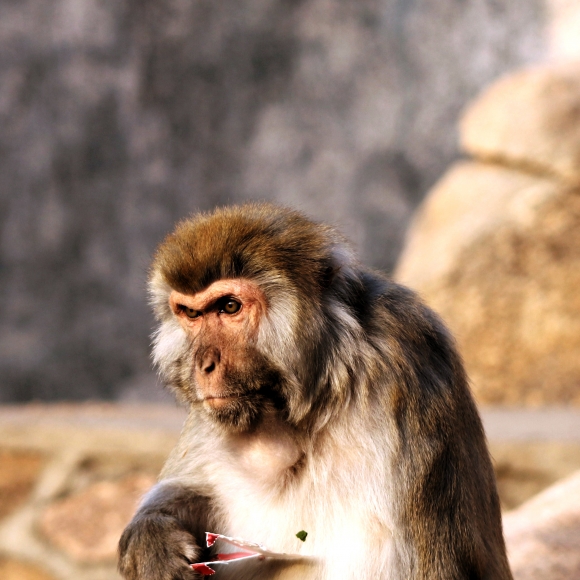 西霞口野生动物园--猴山嬉猴