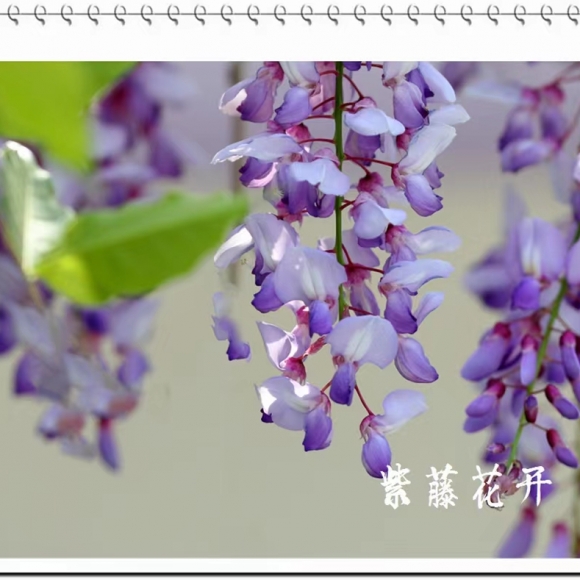 紫藤花开